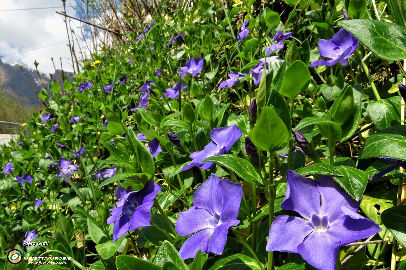 77 Fiori di pervinca.JPG